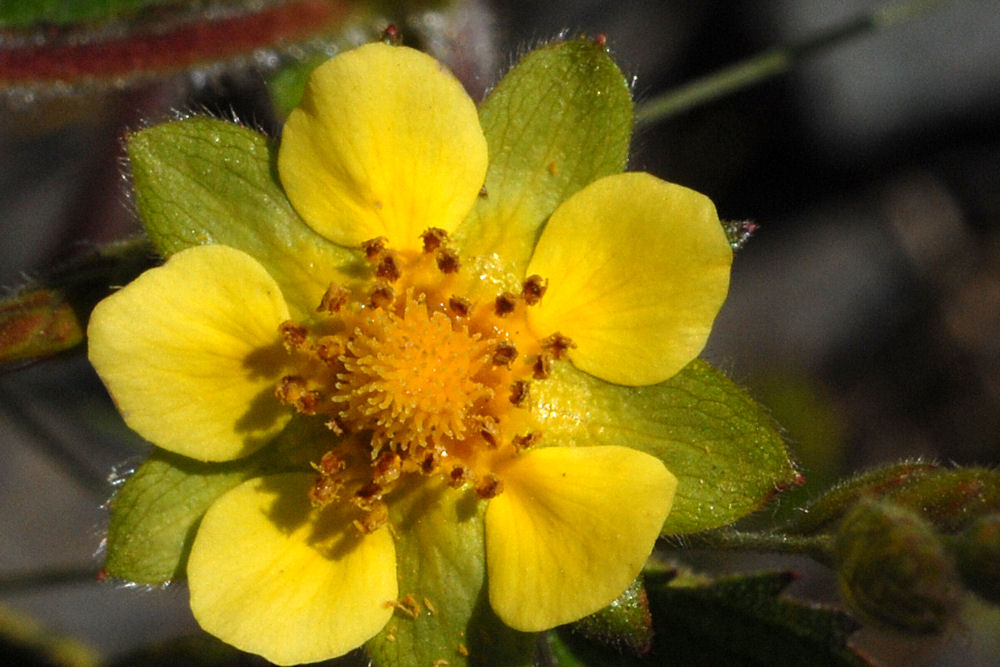 Sticky Cinquefoil 