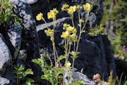 Cinquefoil, Sticky