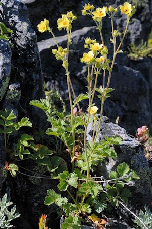 Sticky Cinquefoil