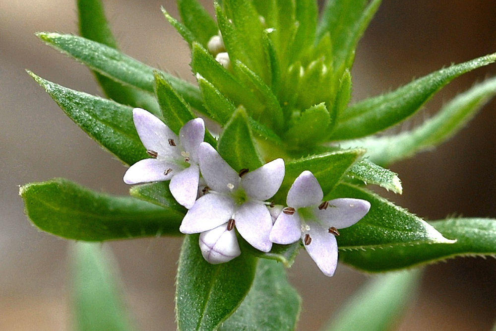 Cleavers