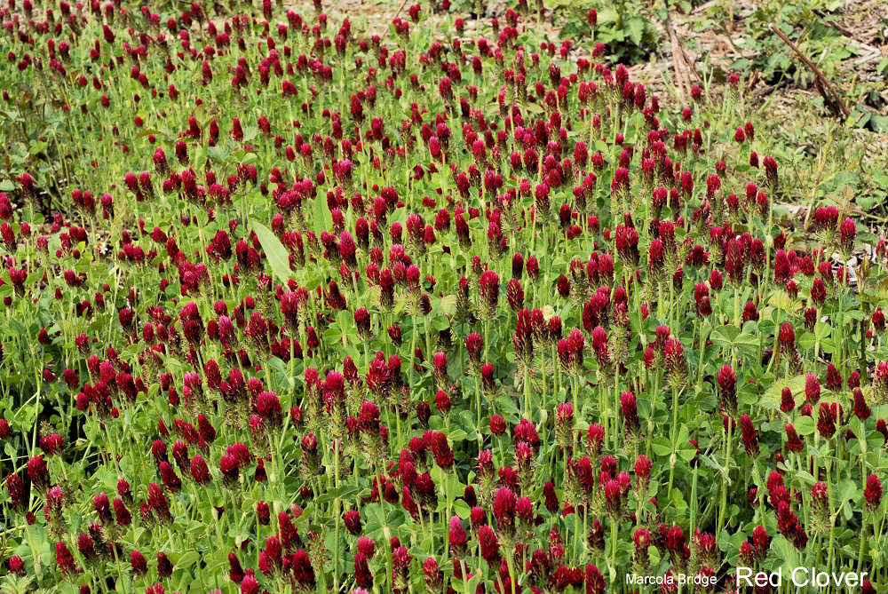 Red Clover