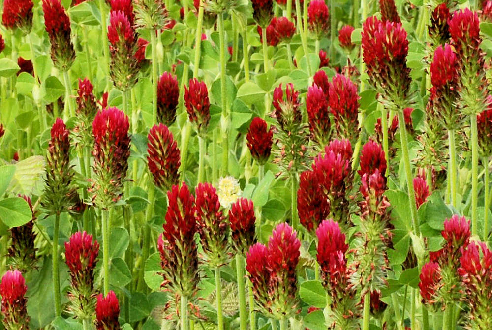 Red Clover