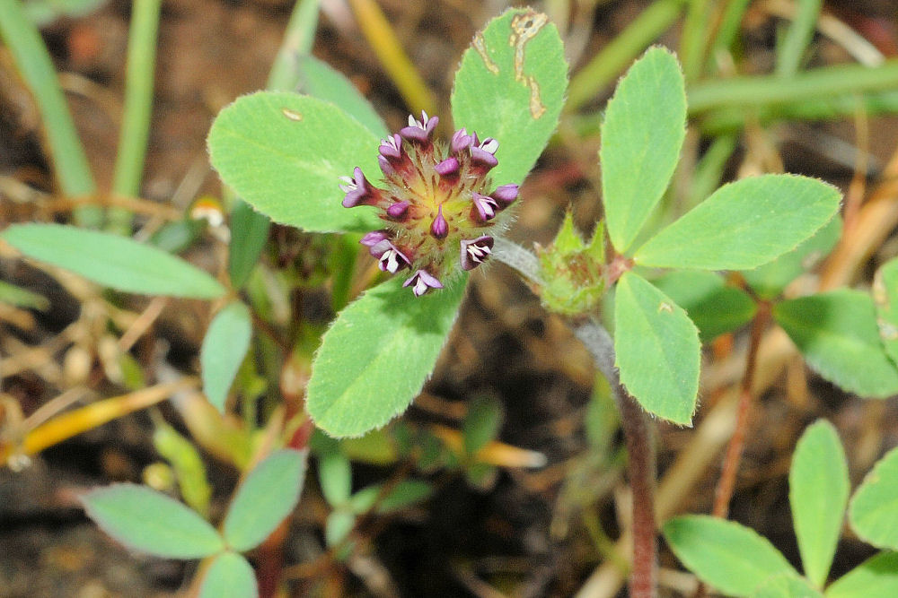 Few Flowered Clover