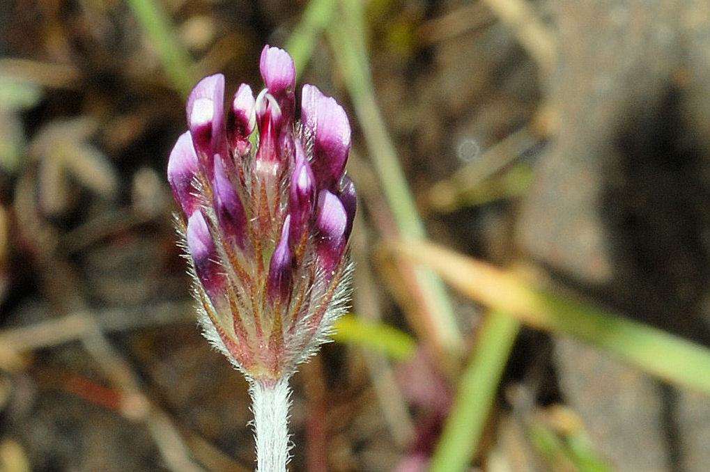 Few Flowered Clover