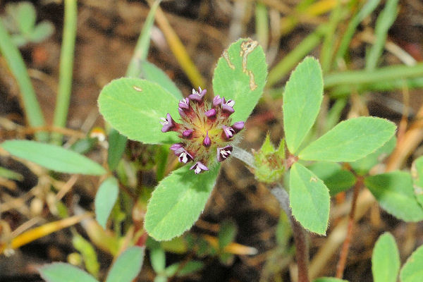 Few Flowered Clover