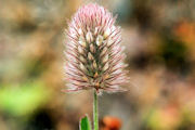 Clover, Rabbit Foot