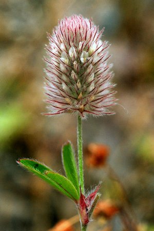 Rabbit Foot Clover