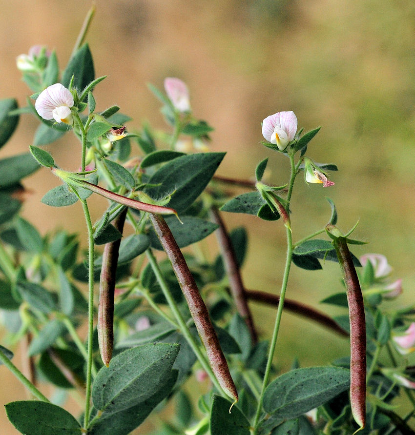 Spanish Clover