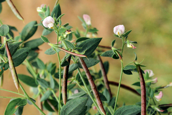 Spanish Clover