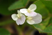 Clover, Subterranean