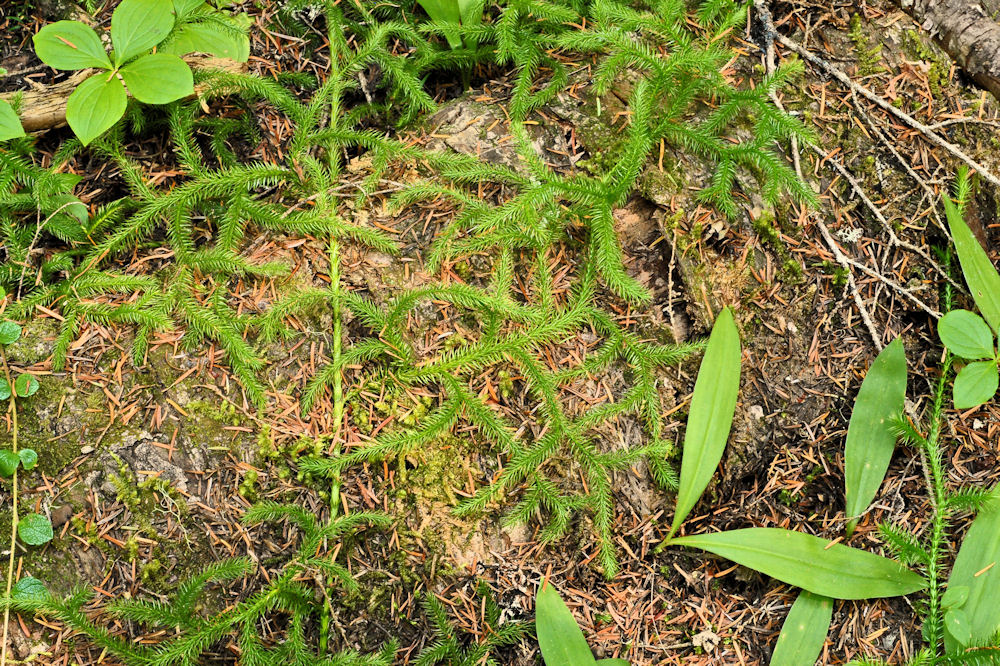 Running Clubmoss