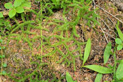 Clubmoss, Running