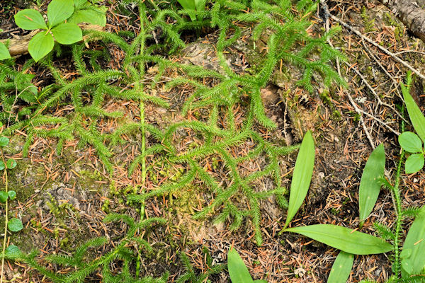 Running Clubmoss