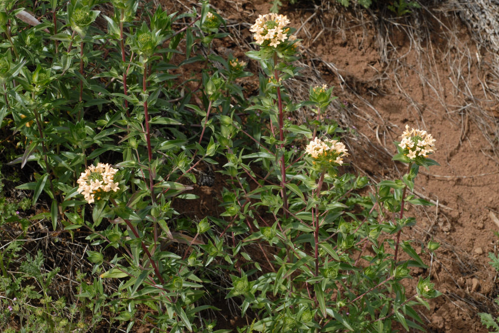 Large-Flowered Collomia