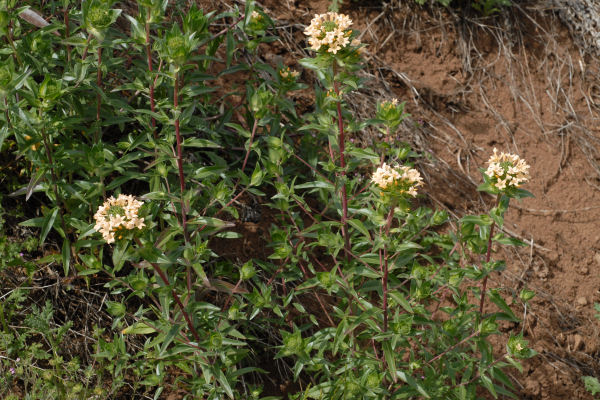 Large-Flowered Collomia