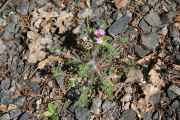 Collomia, Varied Leaf