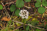 Coltsfoot