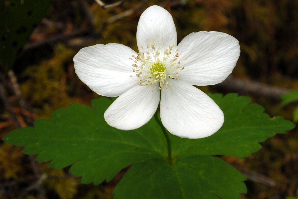 Columbia Windflower