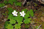 Columbia Windflower