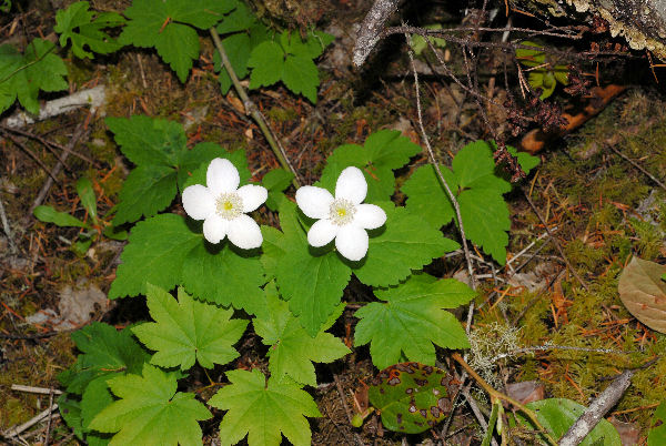 Columbia Windflower