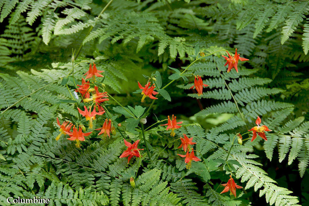  Red Columbine 