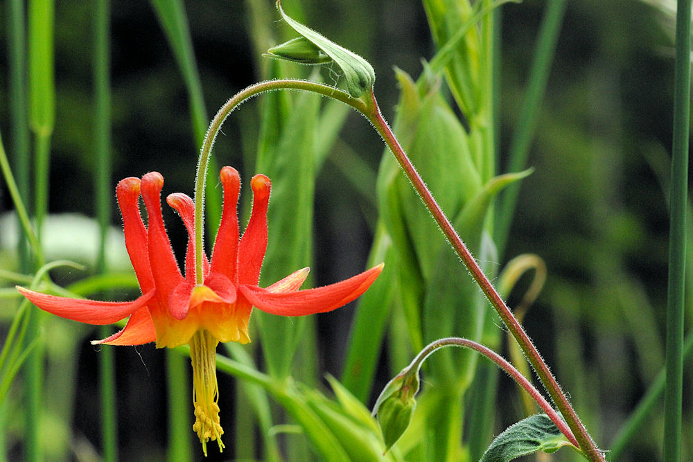 Red Columbine 