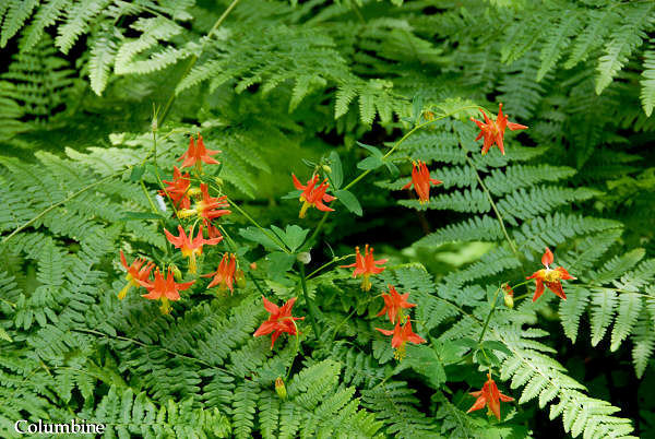 Red Columbine