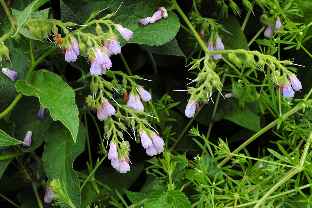 Comfrey 