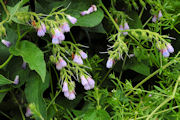 Comfrey 