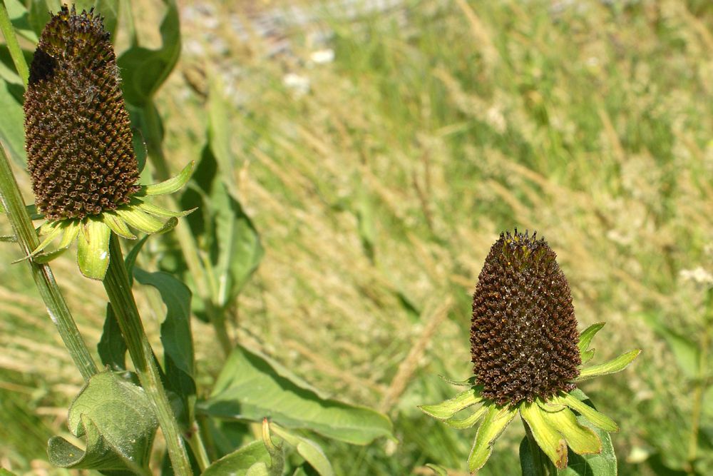 Western Coneflower 