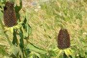 Coneflower, Western 