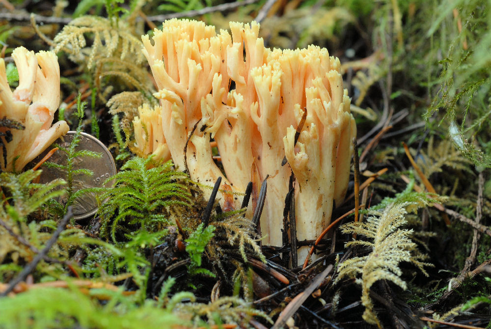  Crown Tipped Coral 