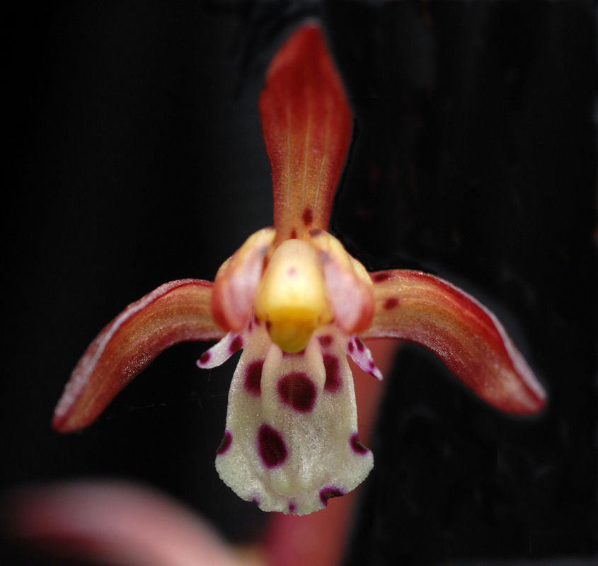 Spotted Coralroot 