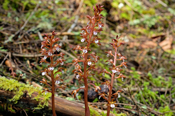 Spotted Coralroot