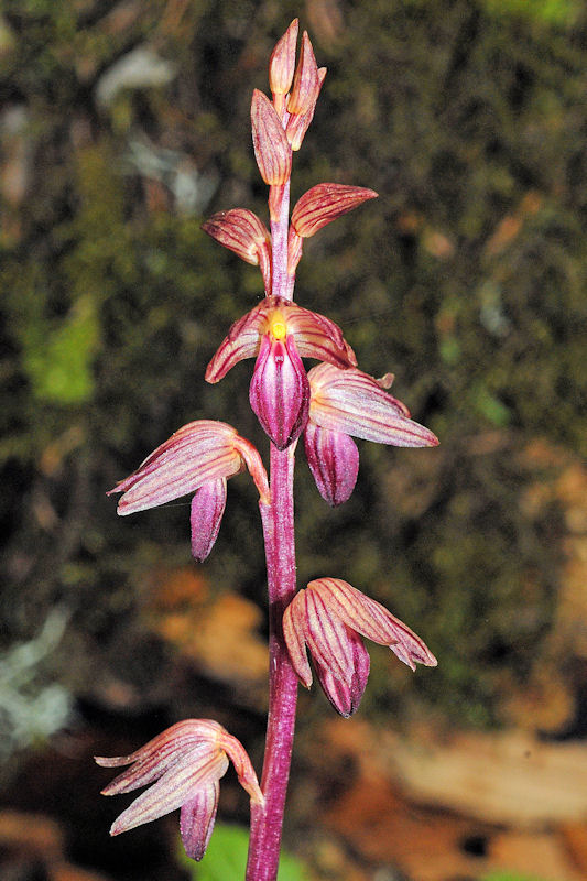  Striped Coralroot 