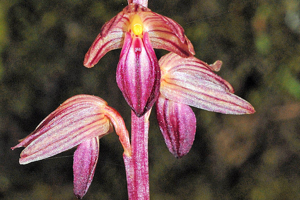 Striped Coralroot 