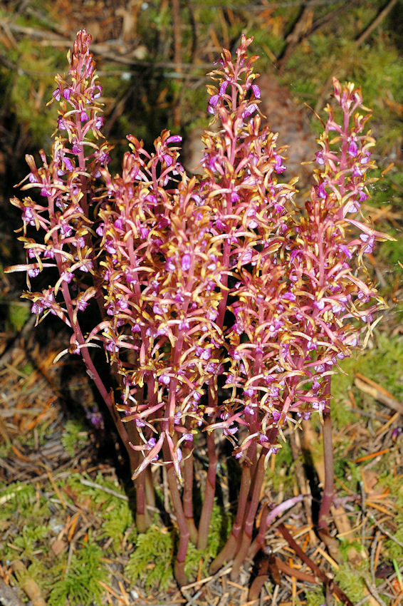  Western Coralroot 