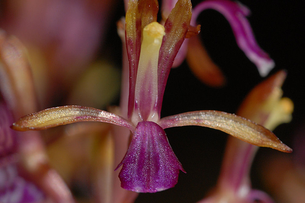  Western Coralroot 