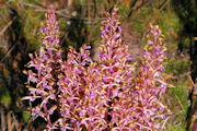  Coralroot, Western