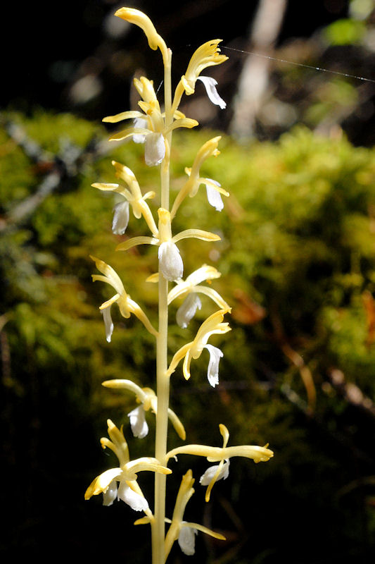 Yellow Western Coralroot 