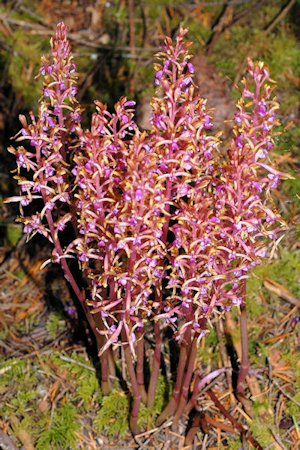 Western Coralroot Orchid