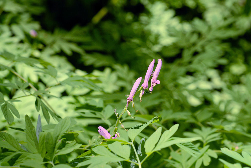  Scouler's Corydalis 