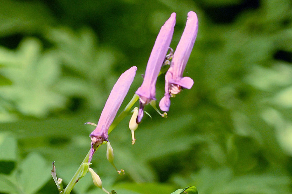  Scouler's Corydalis 