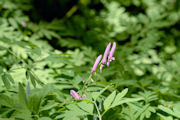 Corydalis, Scouler's 