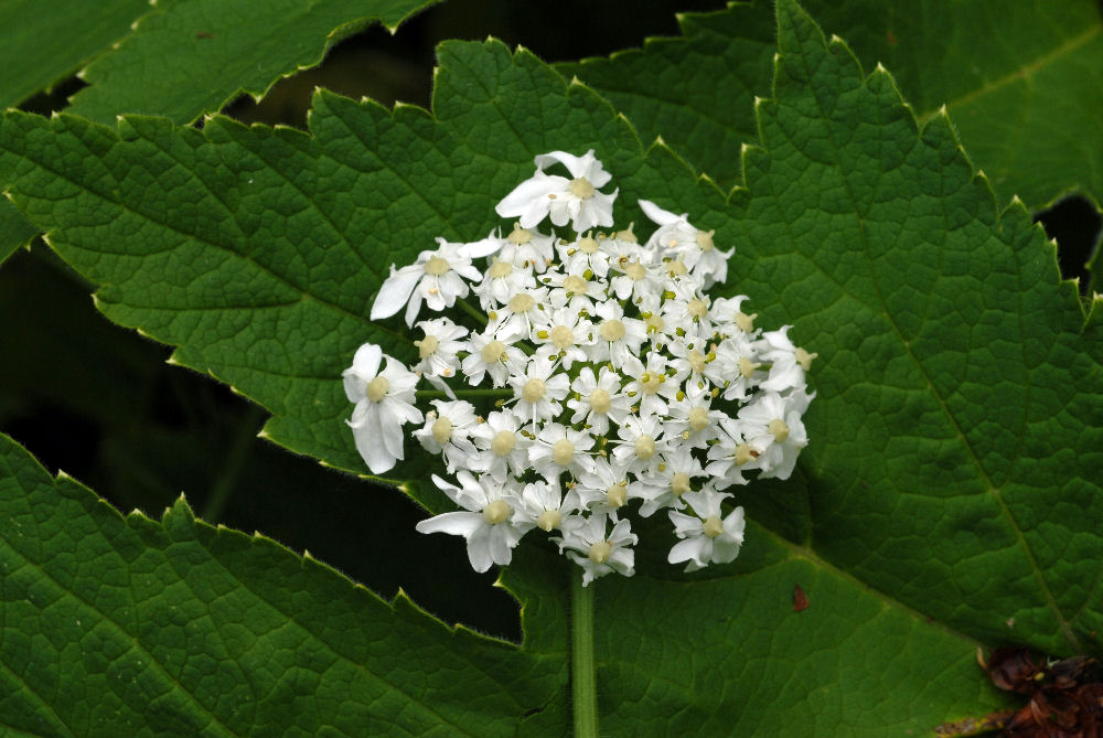  Cow Parsnip 