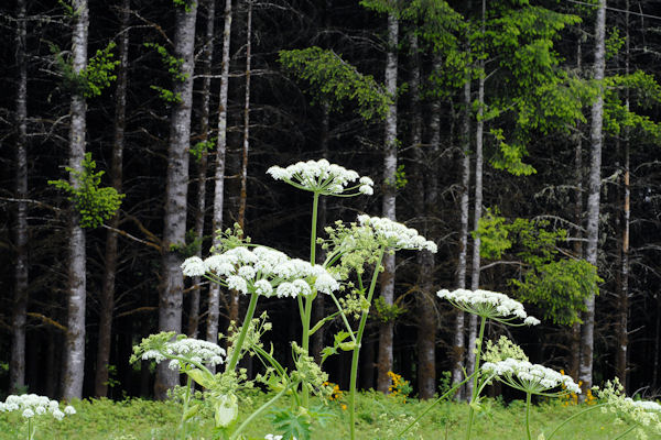 Cow Parsnip