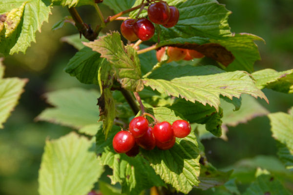 Highbush Cranberry