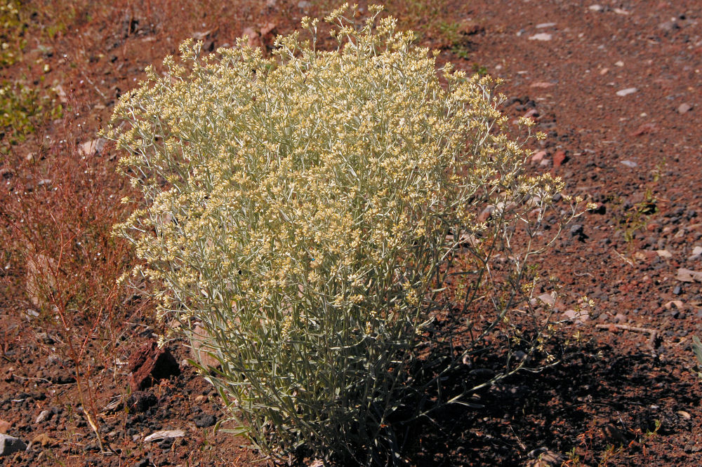 Wildflowers Found in Oregon - Slender Cudweed