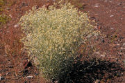 Cudweed, Slender