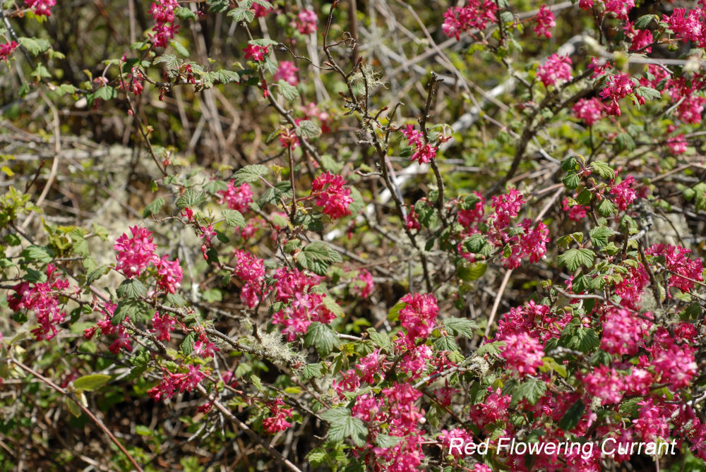 Red-flowering Currant 